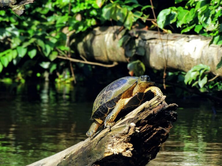 A turtle basking on a log in Tortuguero