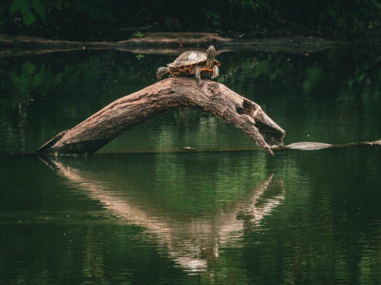 A turtle on a log in Tortuguero