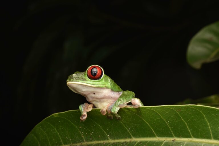 A red-eyed tree frog