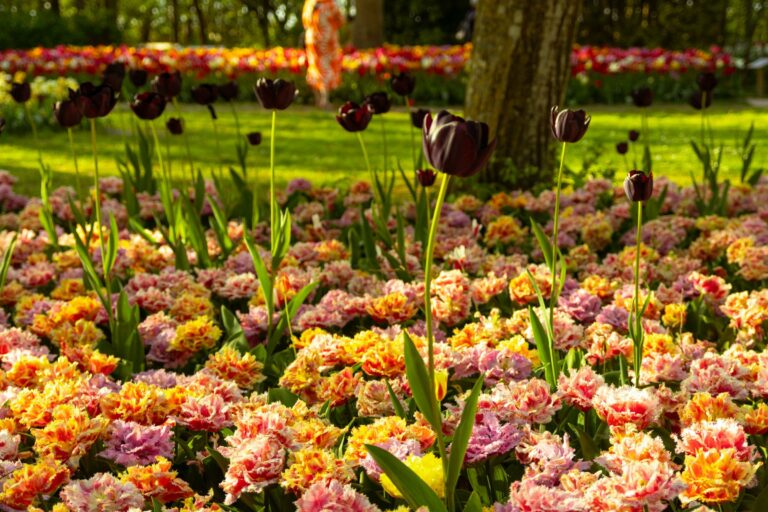 A tulip garden in spring
