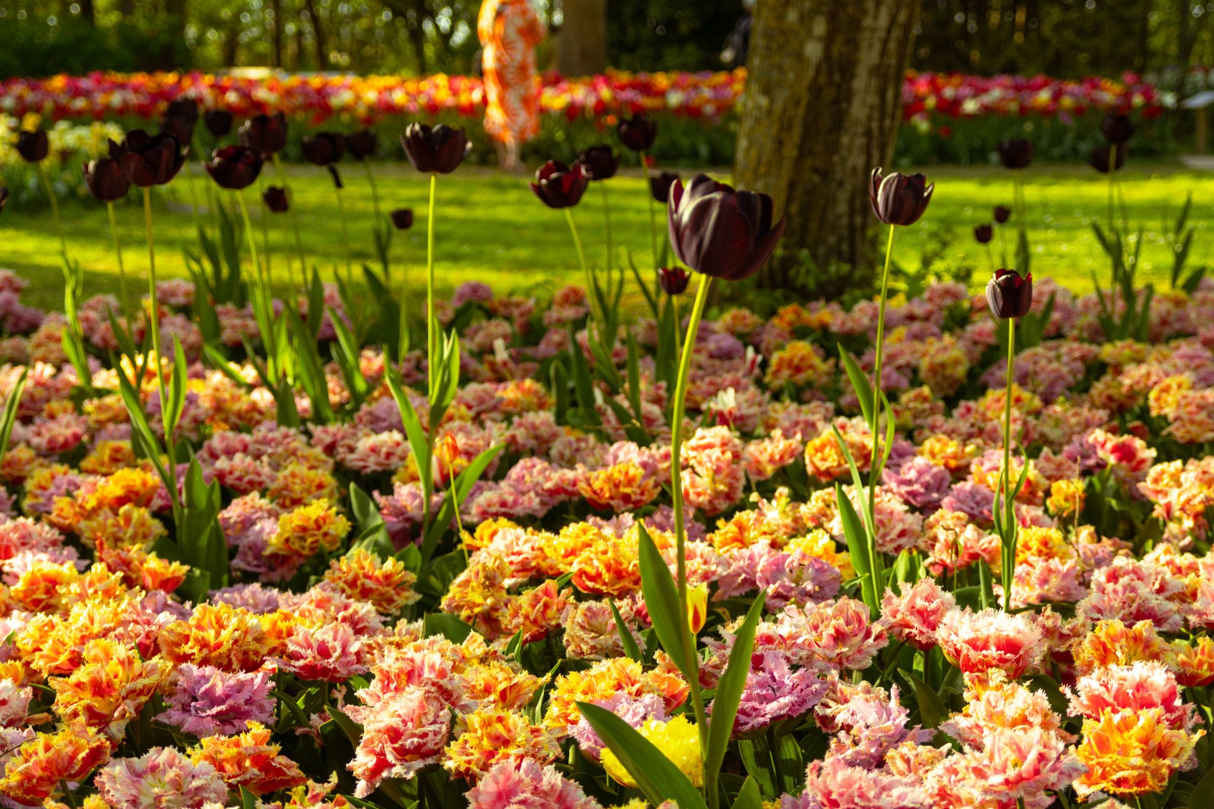A tulip garden in spring