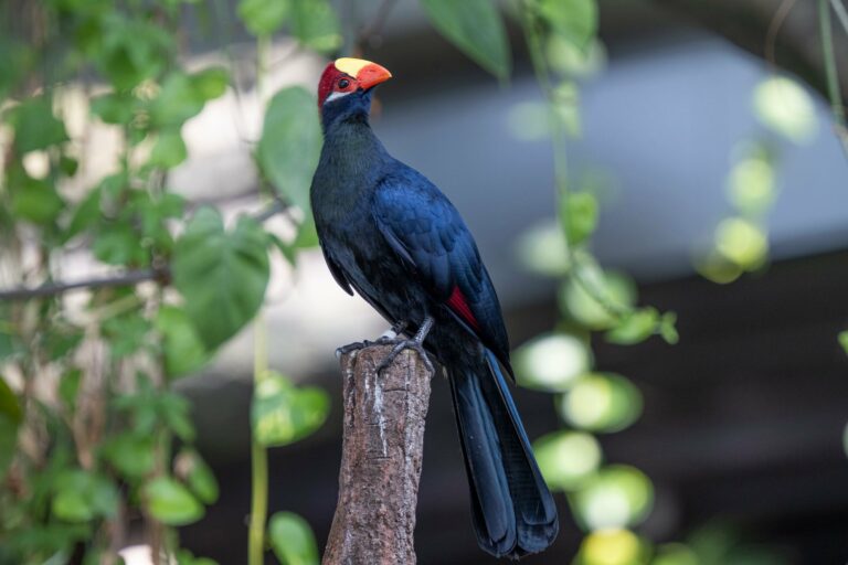 A turaco perched on a branch