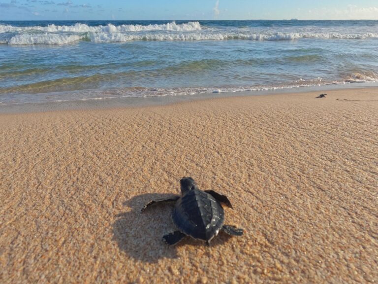 A baby turtle heading to the sea