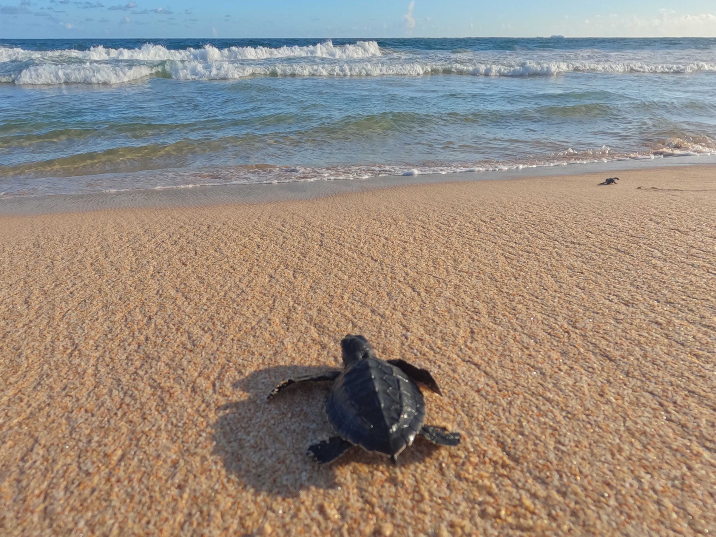 A baby turtle heading to the sea