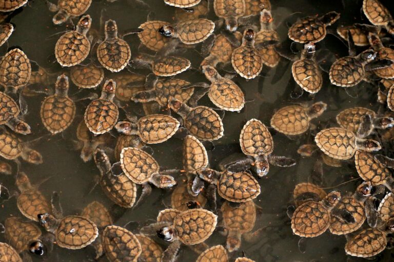 Baby sea turtles at a hatchery