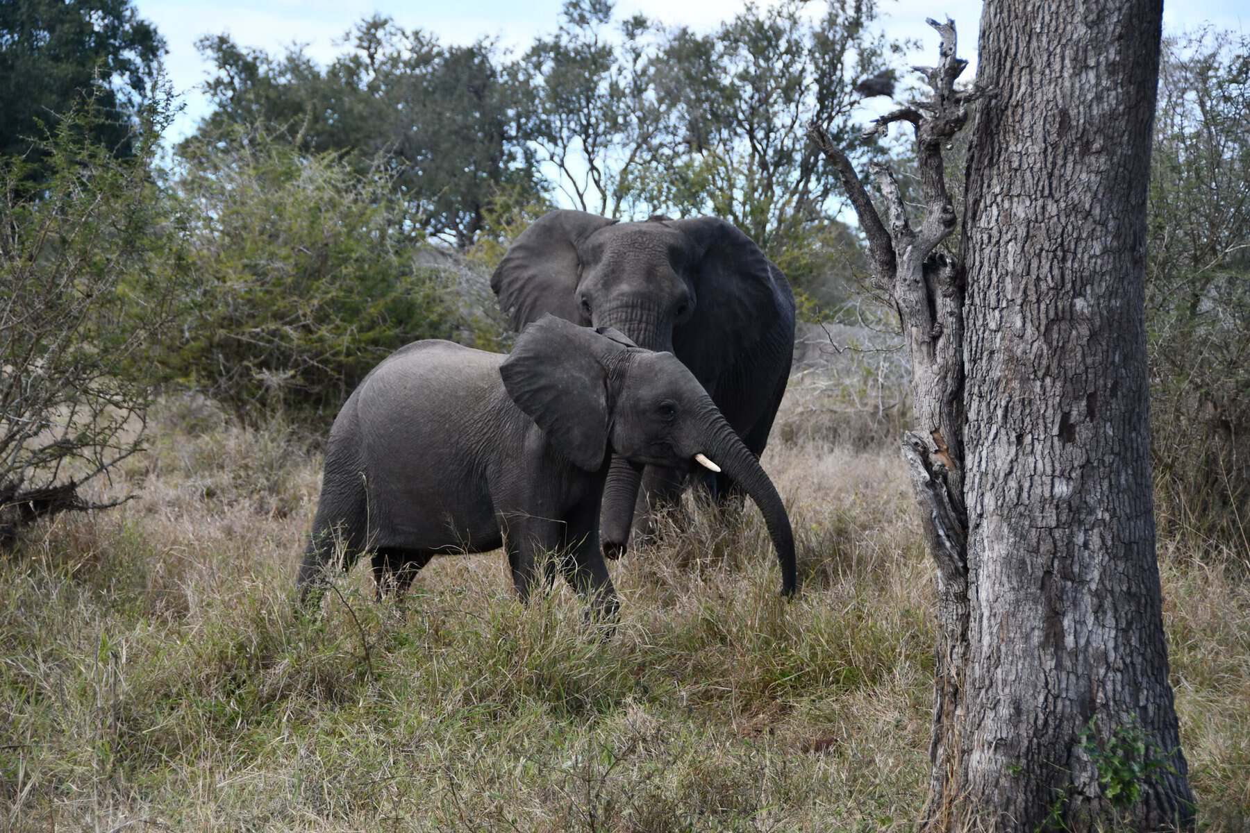 Kruger Safari & Mauritius