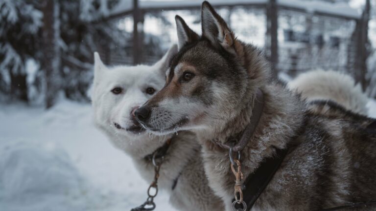 Two huskies in the snow in Lapland