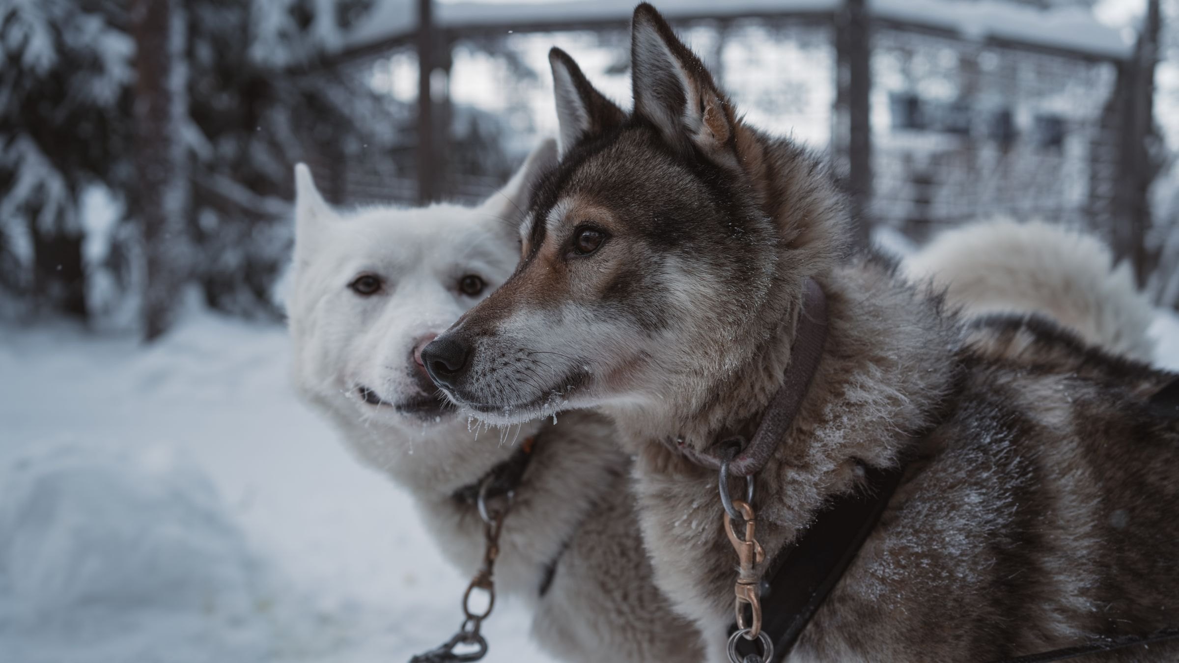 Two huskies in the snow in Lapland
