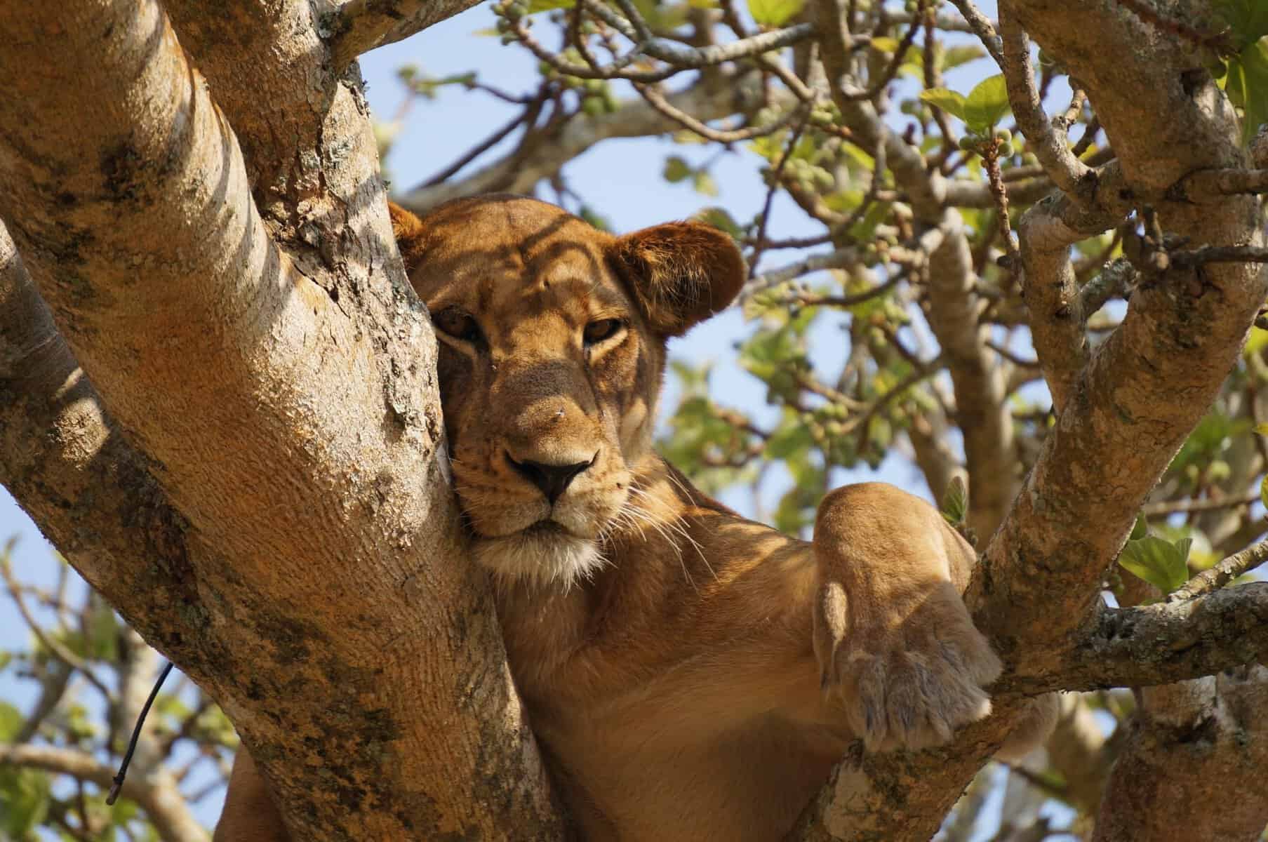 A lioness resting in a tree in Uganda