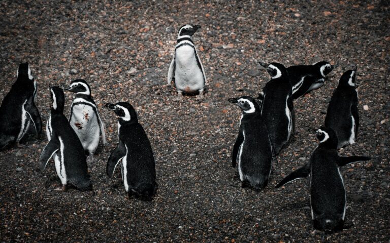 Magellanic penguins on a beach near Ushuaia