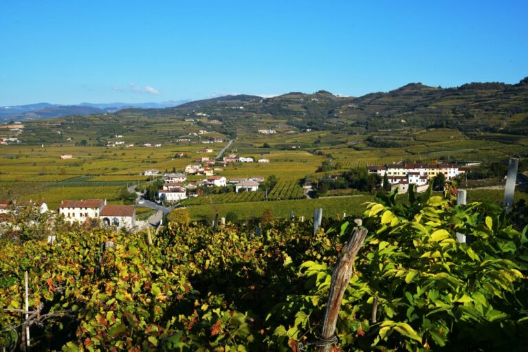 Vineyards in the hills of the Veneto