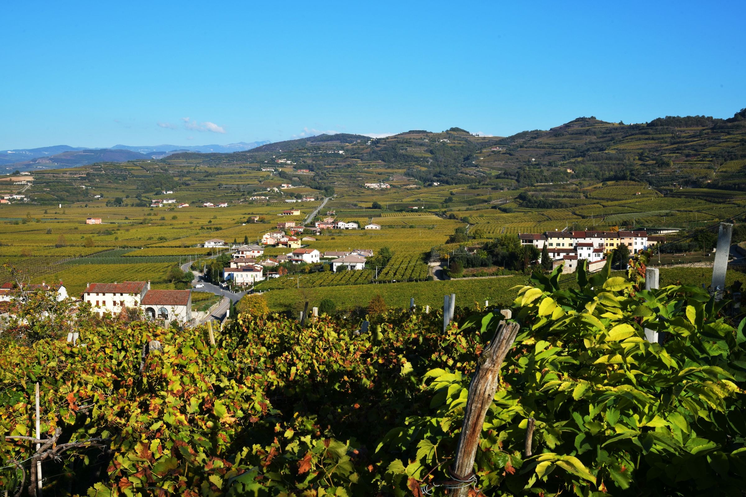 Vineyards in the hills of the Veneto