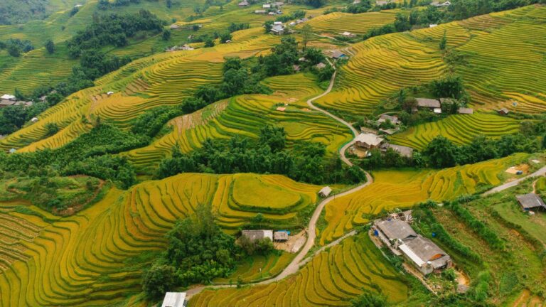 Terraced rice fields in northern Vietnam