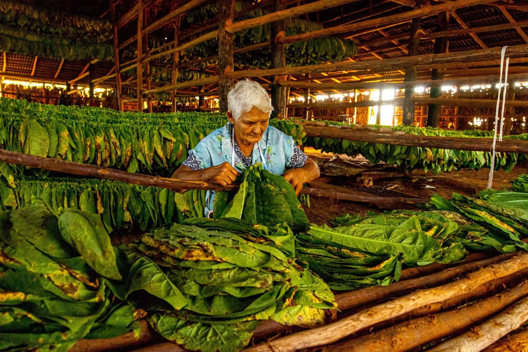 Sorting tobacco leaves in a drying barn in Viñales