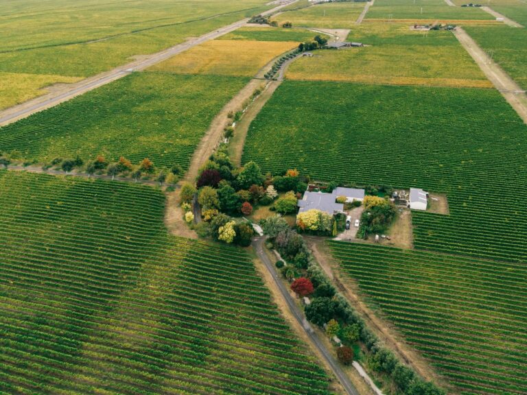 Vineyards in autumn