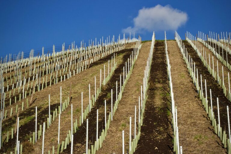 Rows of vines on a hillside vineyard