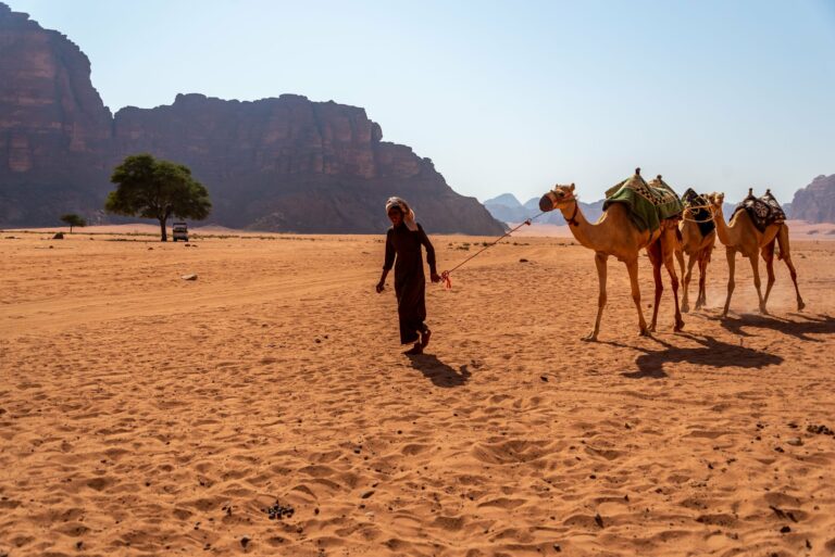 Camels in the Wadi Rum desert