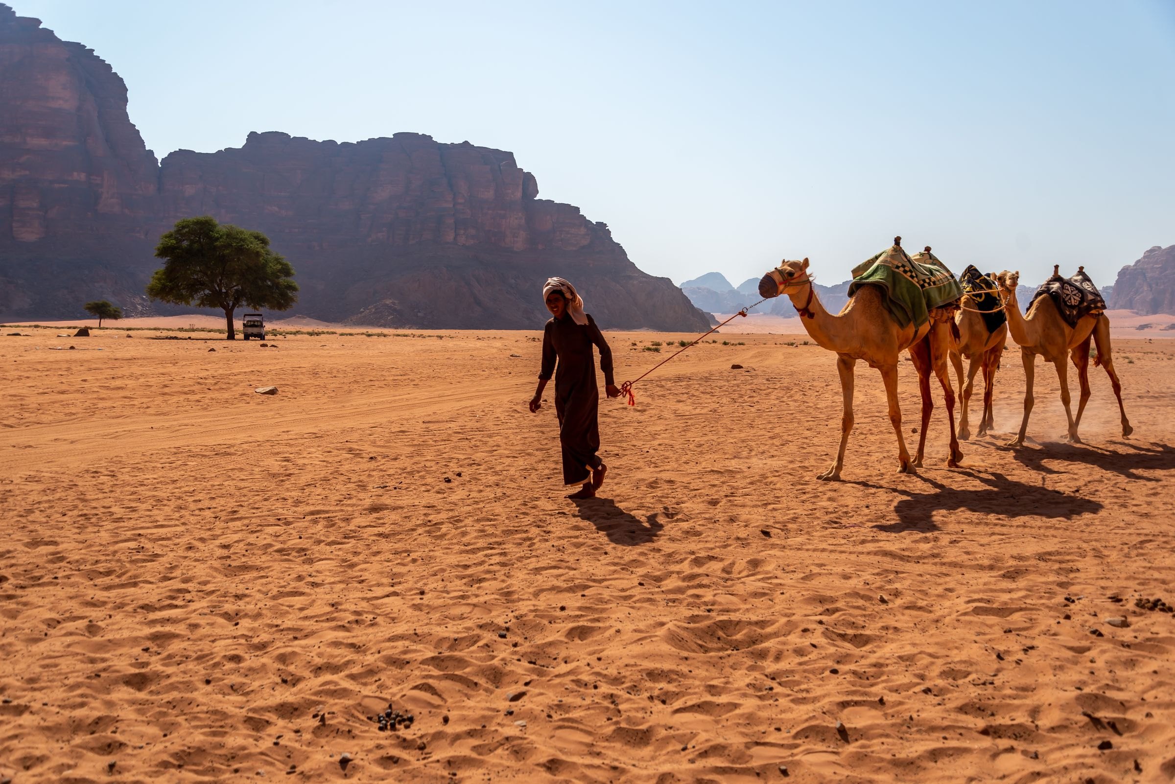Camels in the Wadi Rum desert