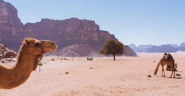Camels in the desert of Wadi Rum, Jordan