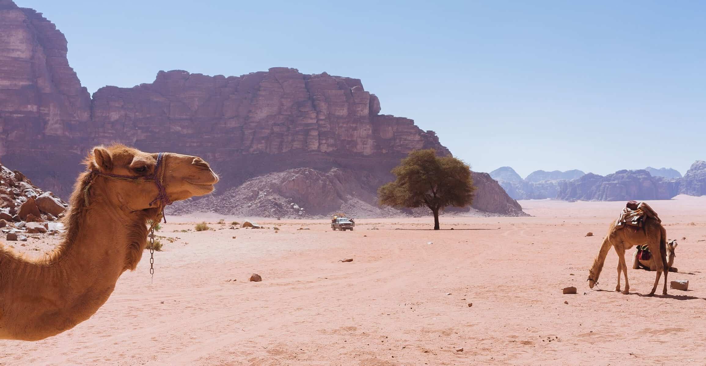 Camels in the desert of Wadi Rum, Jordan