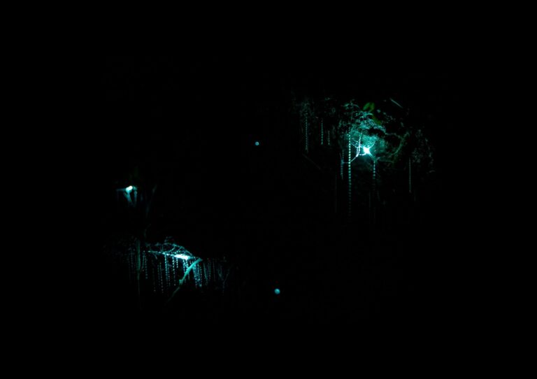 Glowworms lighting the roof of a cave, New Zealand