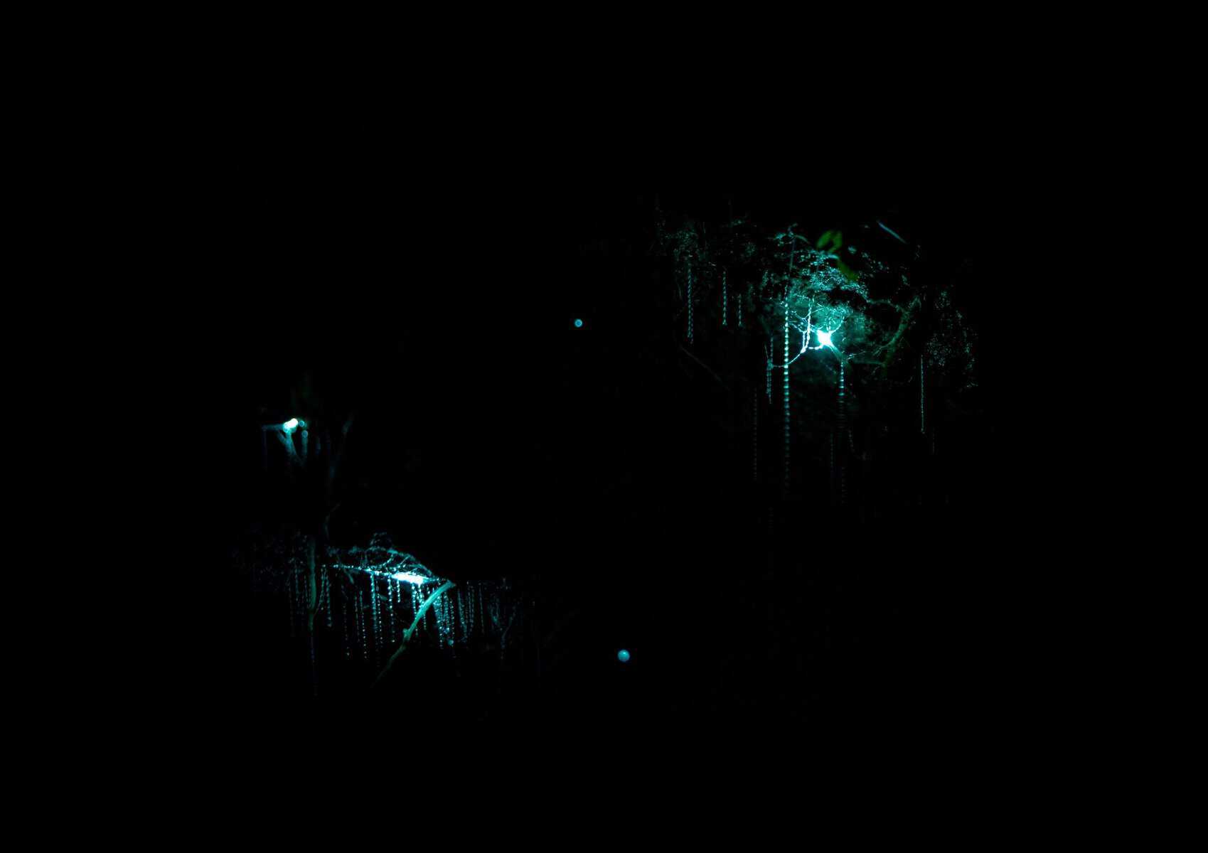 Glowworms lighting the roof of a cave, New Zealand