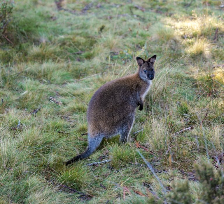 A wallaby in Tasmania