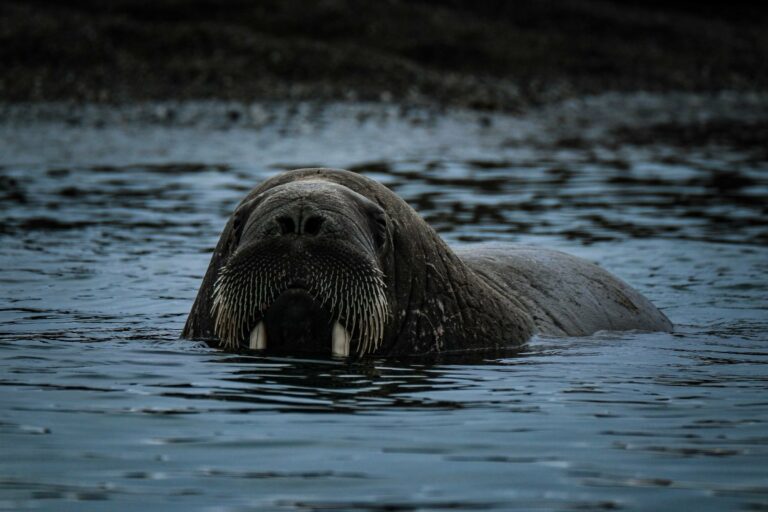 A walrus surfacing in Arctic waters