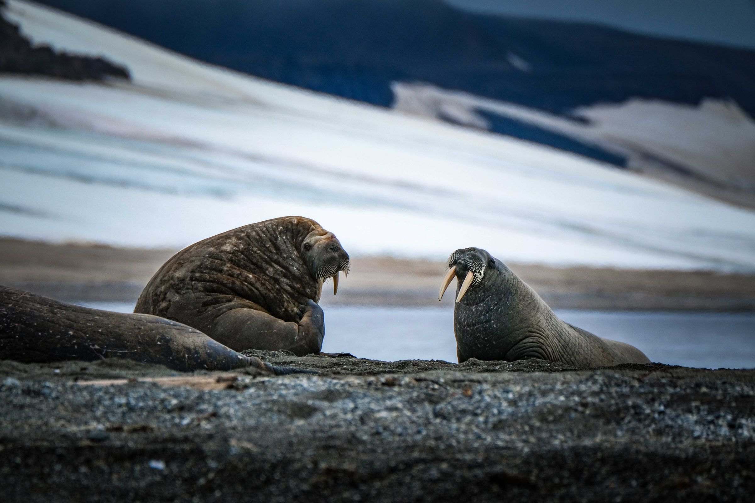 Walruses resting on an Arctic shore