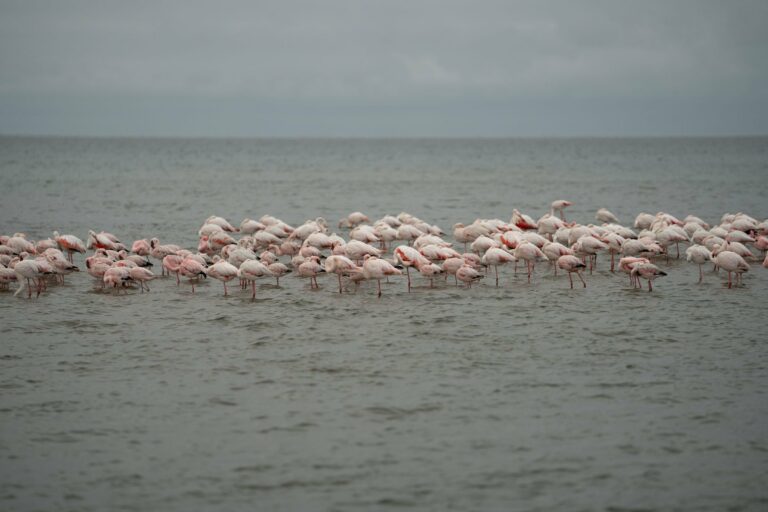 Flamingos at Walvis Bay