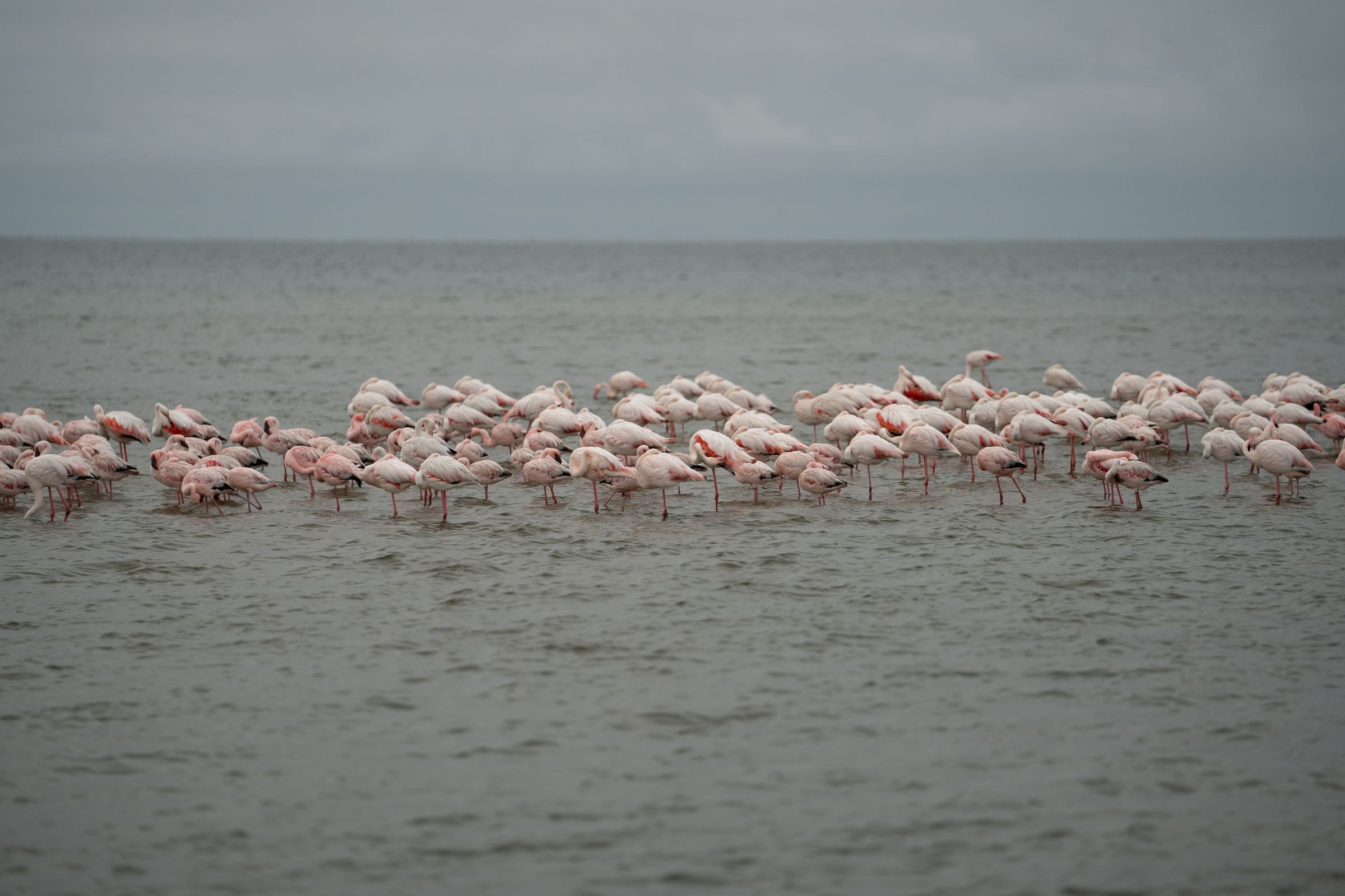 Flamingos at Walvis Bay