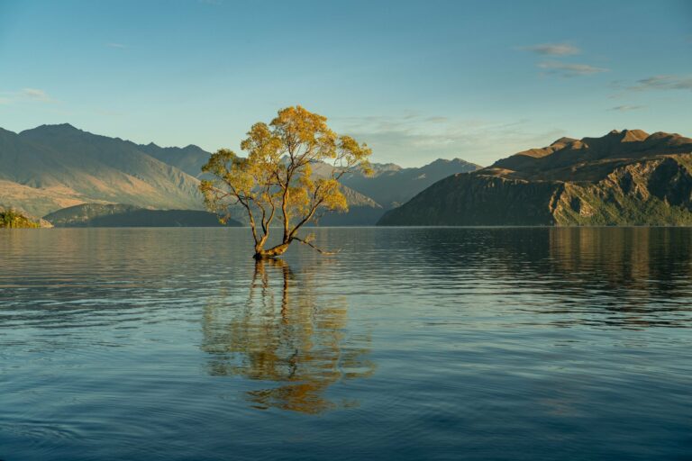 The famous lone tree in Lake Wanaka