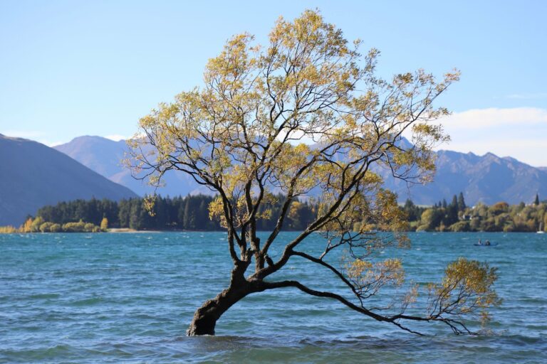 The Wanaka tree in autumn