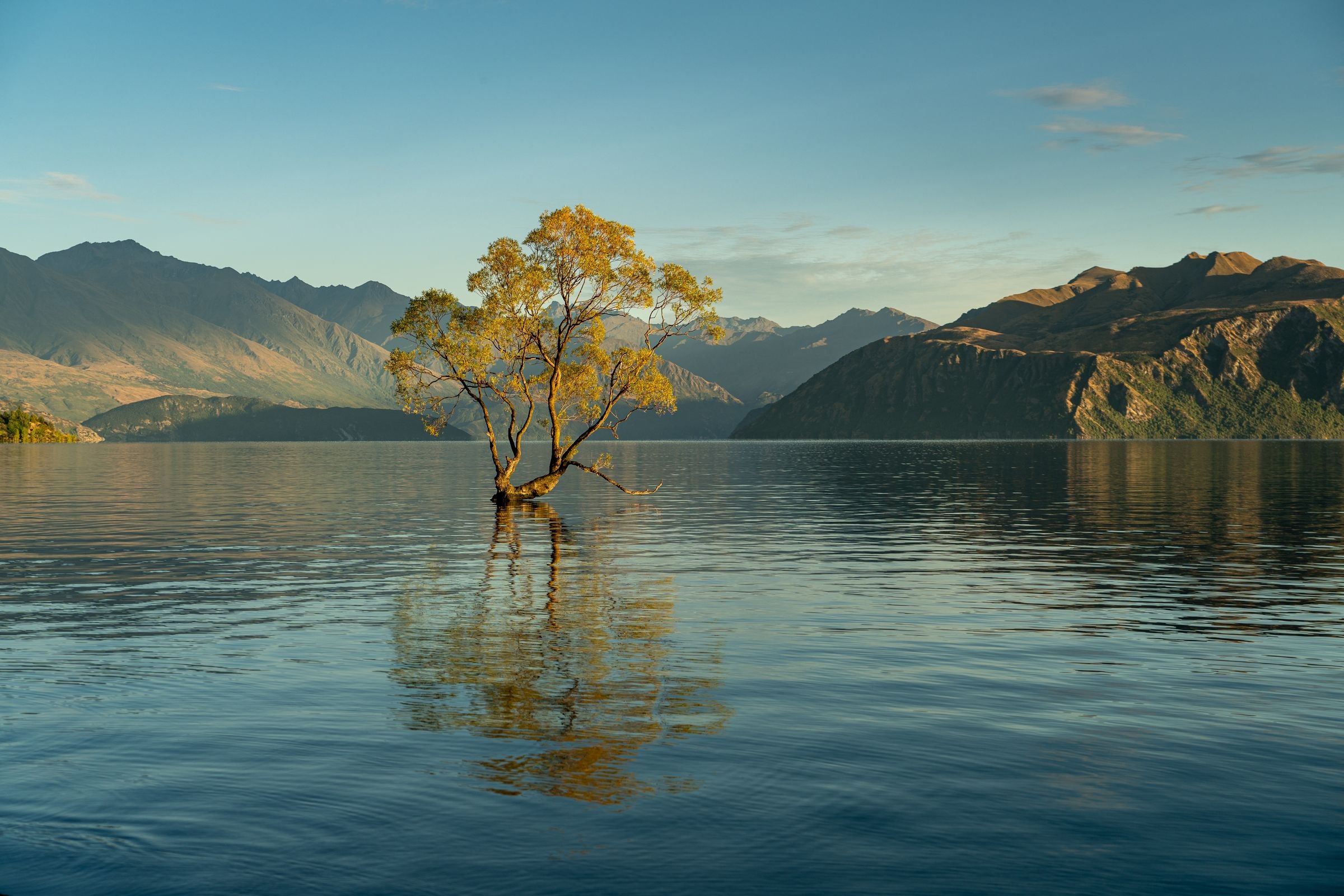 The famous lone tree in Lake Wanaka