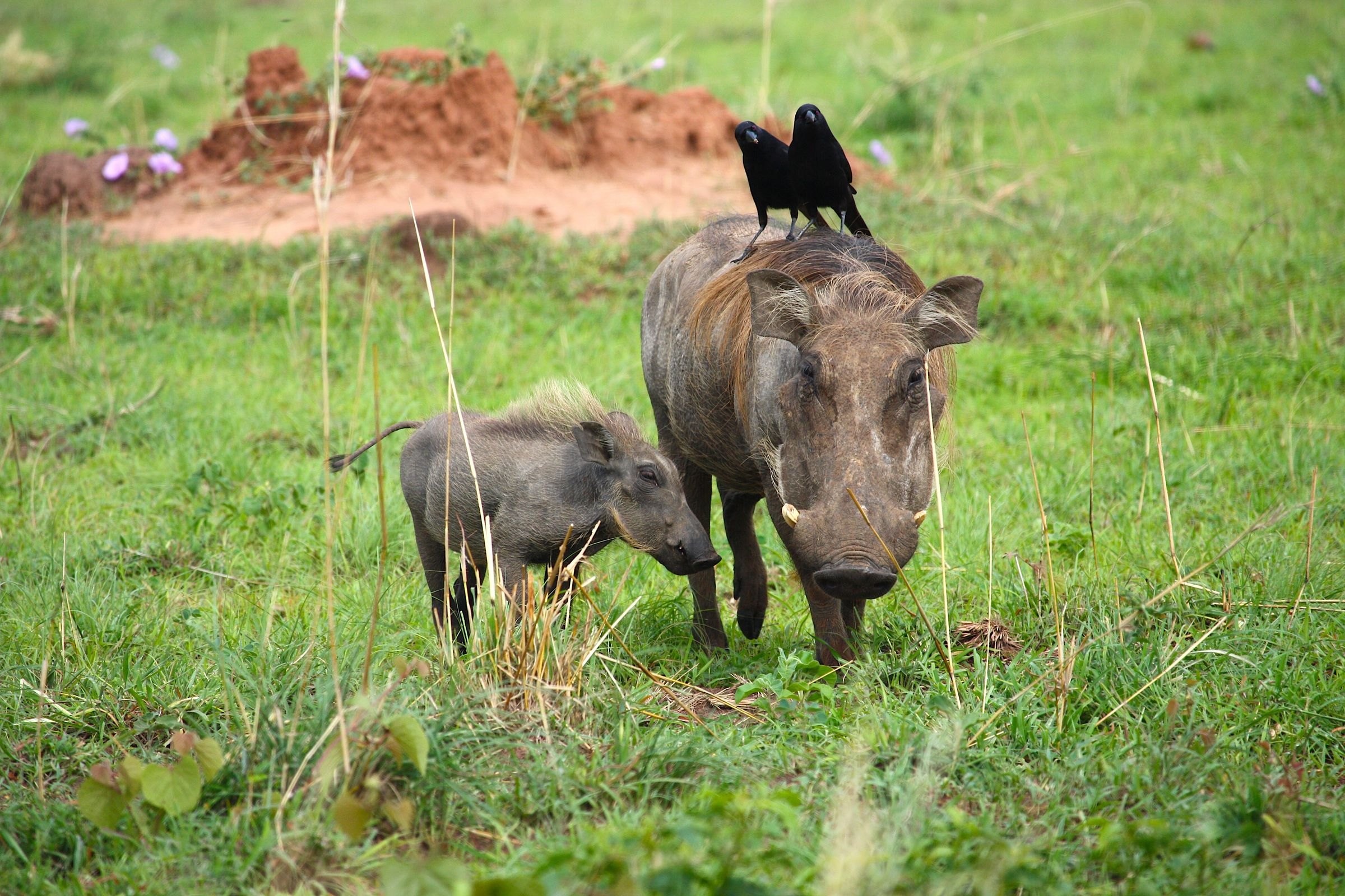 A warthog and her piglet