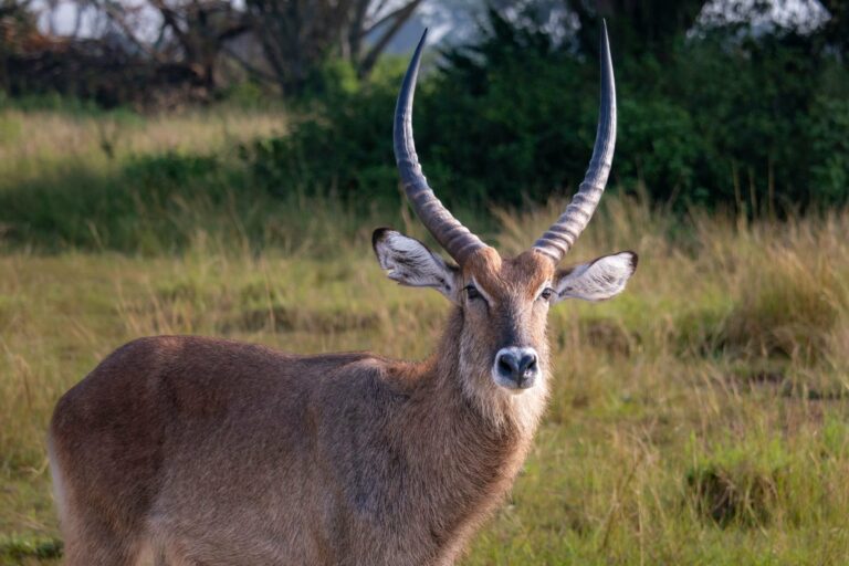 A waterbuck in the grassy savanna
