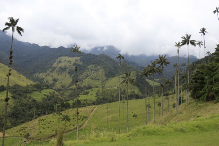 Wax palms and mountains in the Cocora Valley