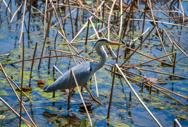 A heron in a wetland