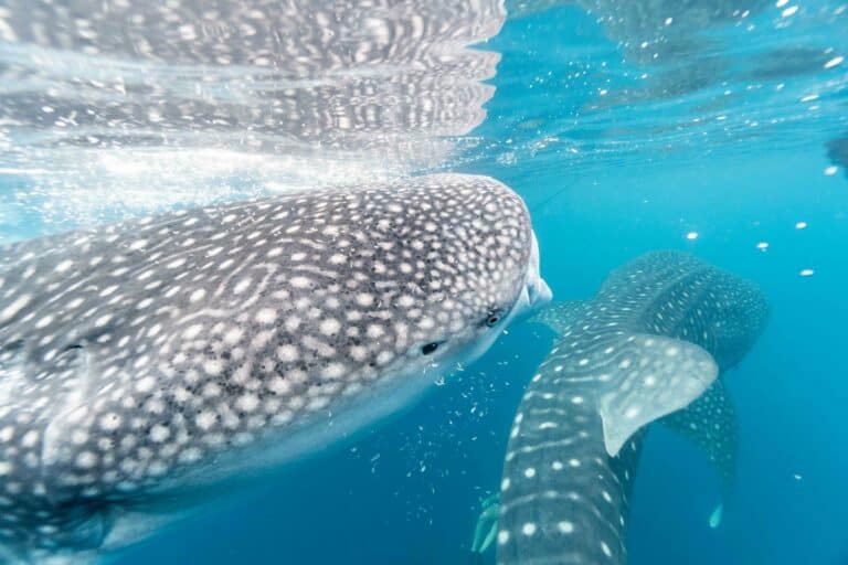 Marine Wildlife of the Maldives with Flights – 7 Days