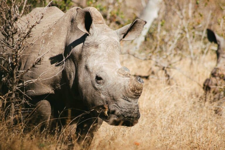 A white rhino in the South African bush