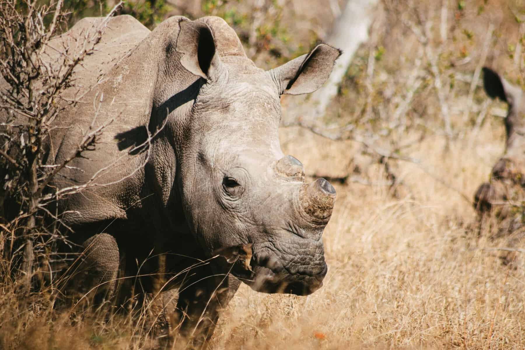 A white rhino in the South African bush