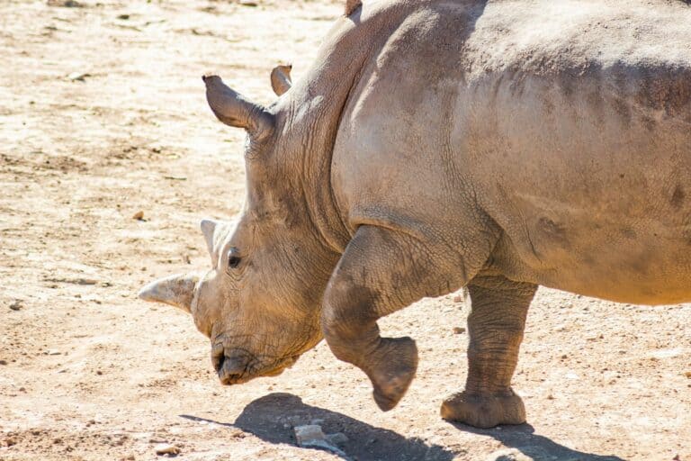 A white rhinoceros walking
