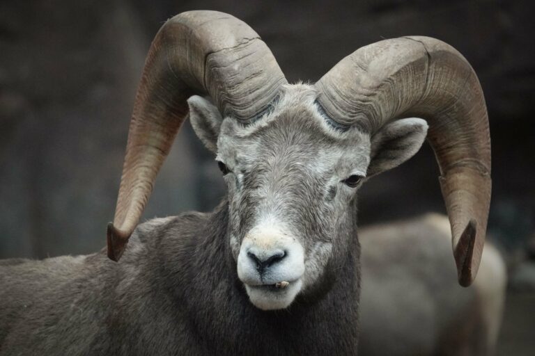 A wild sheep with curling horns