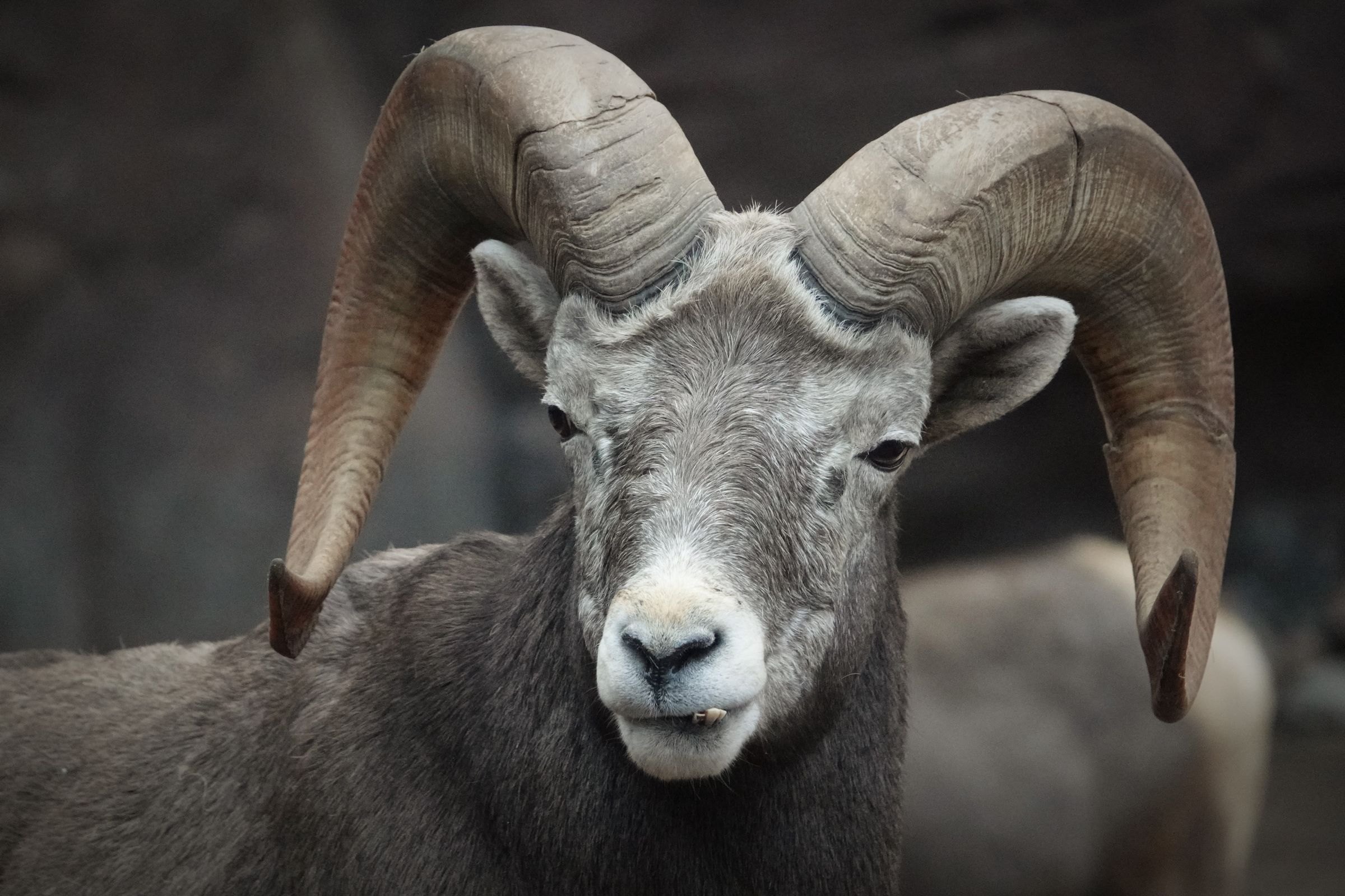 A wild sheep with curling horns