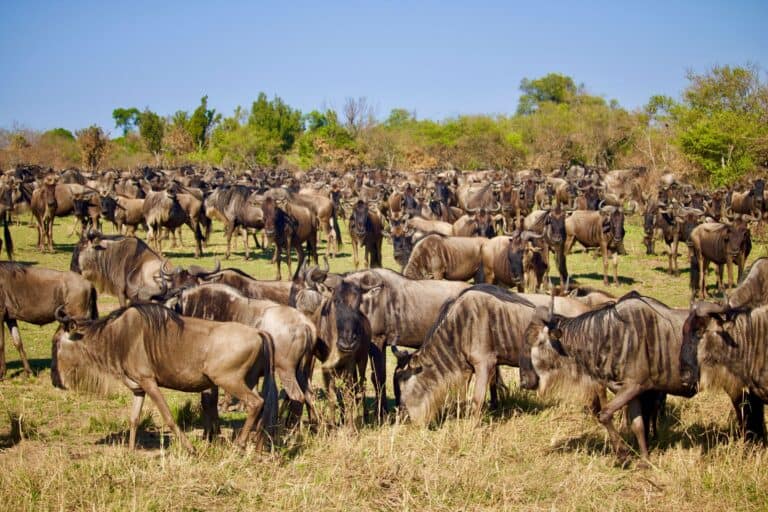 A large herd of wildebeest on the savannah