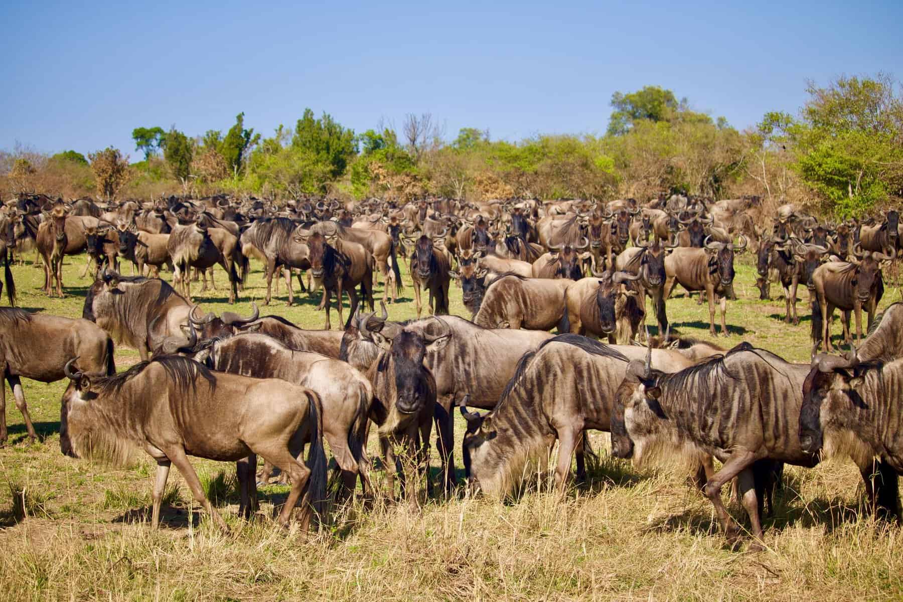 A large herd of wildebeest on the savannah