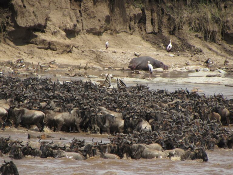Wildebeest crossing a river during the great migration