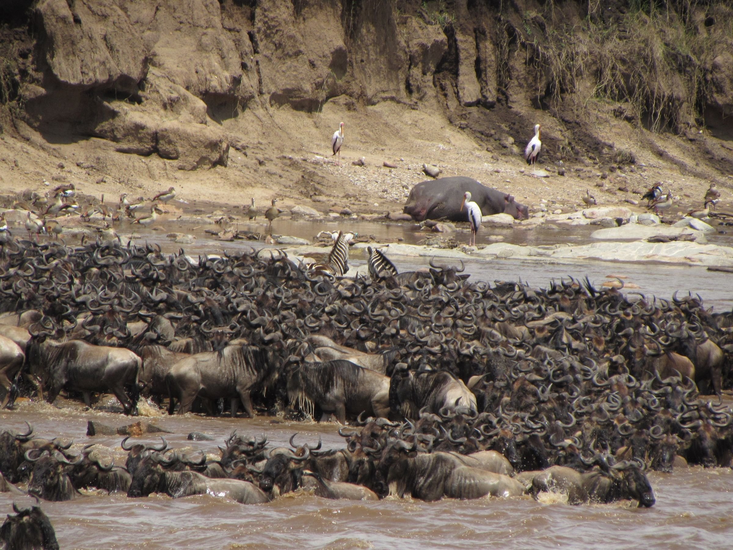 Wildebeest crossing a river during the great migration