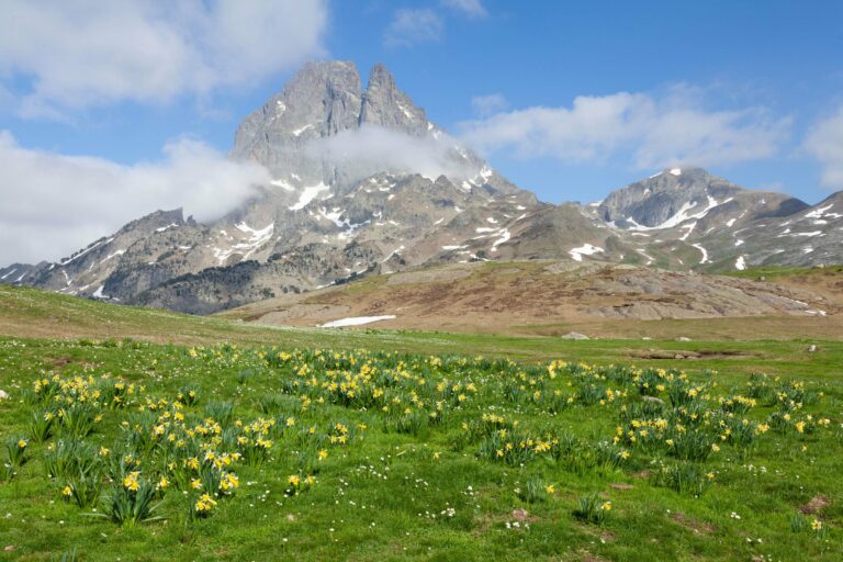 Wildflowers in a Pyrenean meadow
