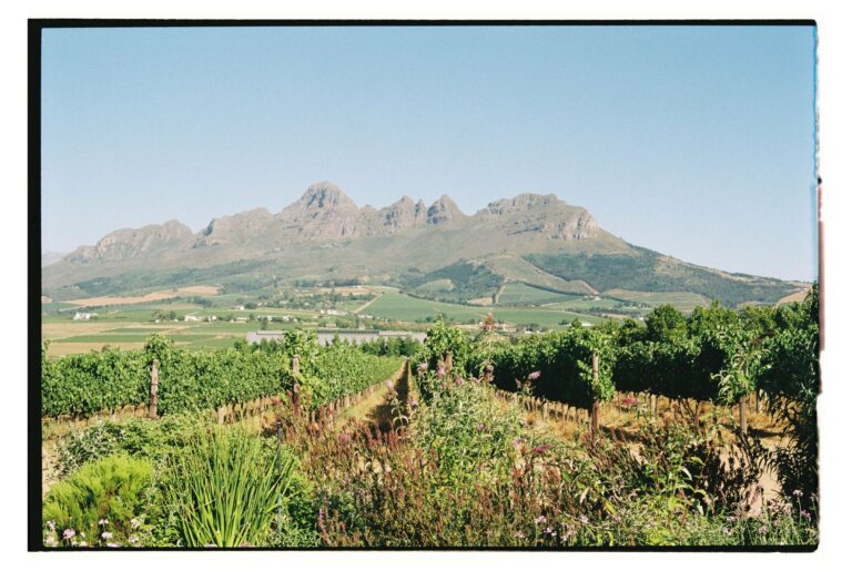 Vineyards below the mountains of the Cape Winelands
